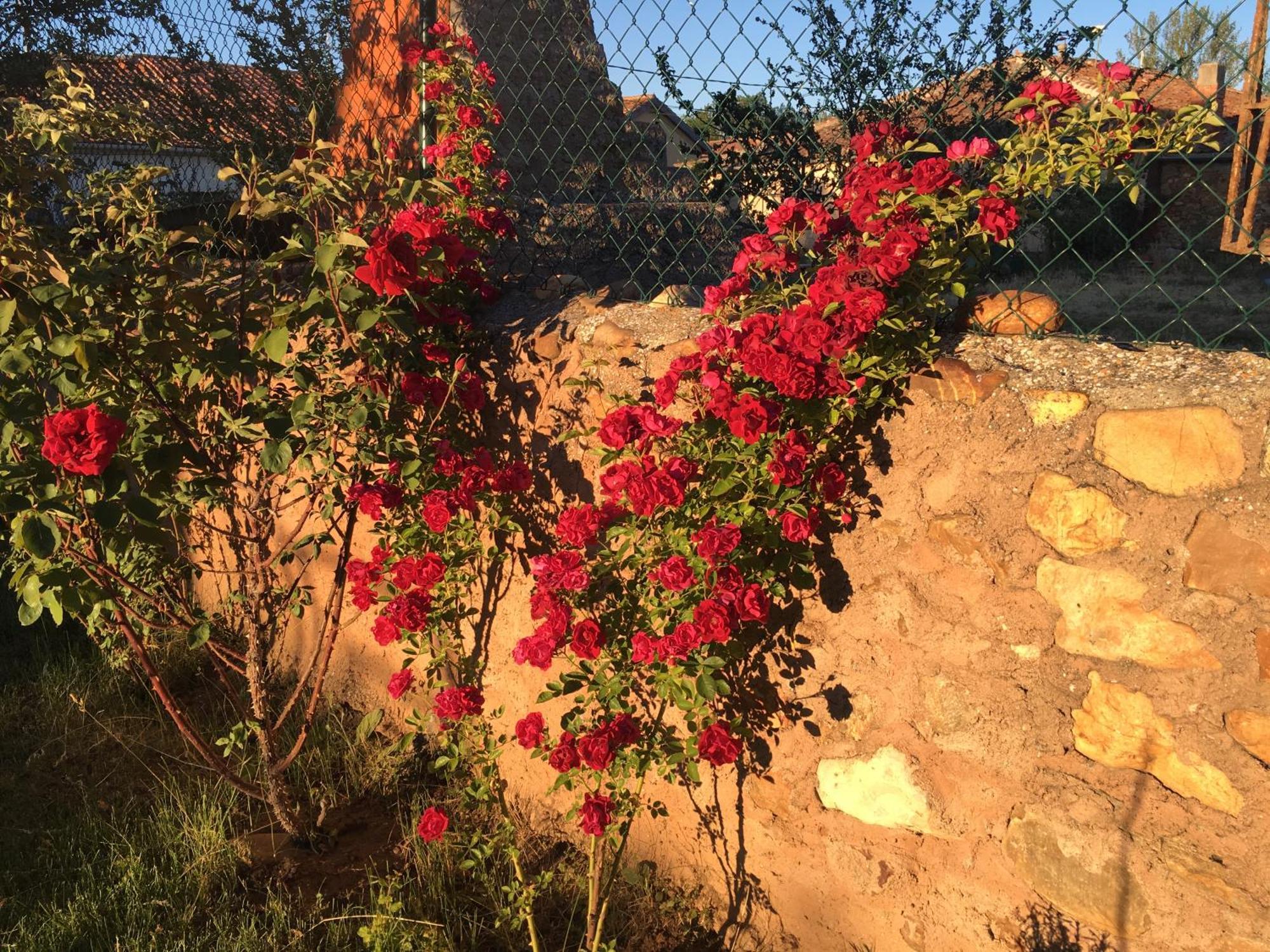 בית הארחה Saldana de Ayllon 	La Casa Del Cartero Pablo מראה חיצוני תמונה